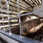 In this 2018 photo, a California sea lion waits to be released into the Pacific Ocean in Newport, Oregon. (AP Photo/Don Ryan, File)