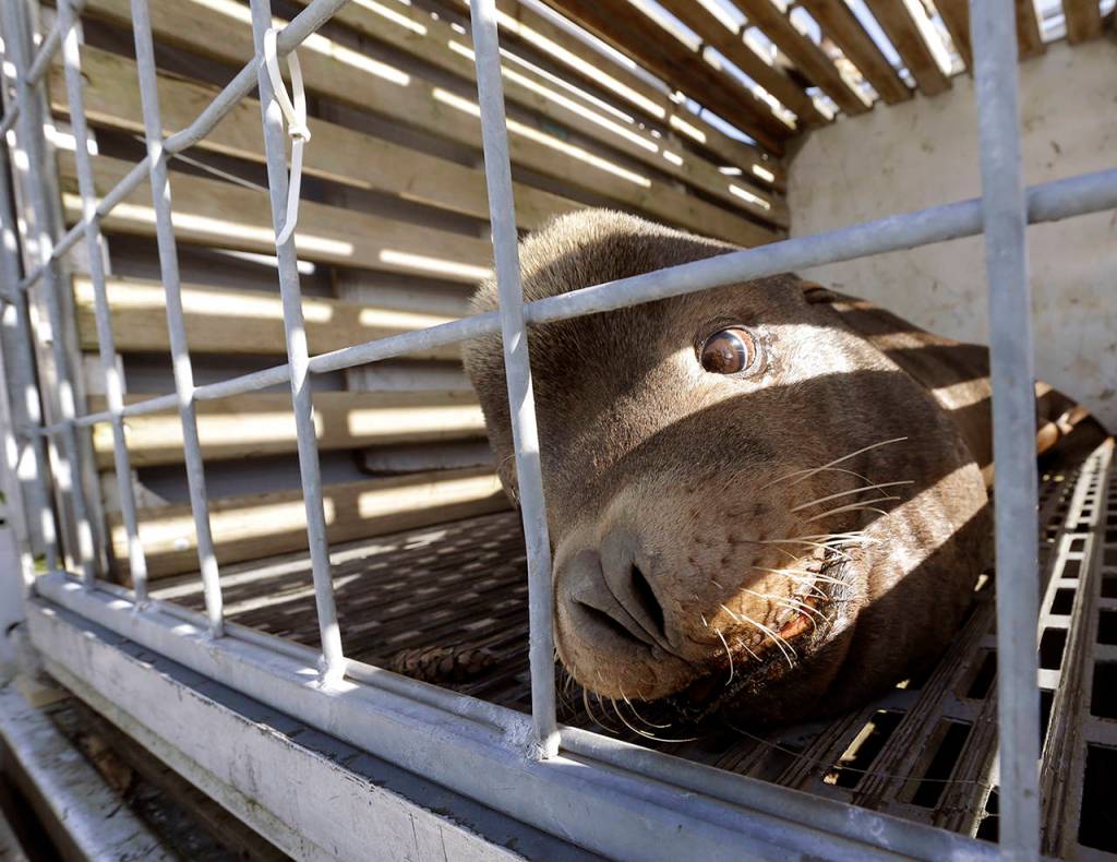 In this 2018 photo, a California sea lion waits to be released into the Pacific Ocean in Newport, Oregon. (AP Photo/Don Ryan, File)