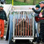 In this 2018 photo, workers with the Oregon Department of Fish and Wildlife, the Washington Department of Fish and Wildlife and the Pacific States Marine Fisheries Commission work together to load a trapped California sea lion onto a truck after it was captured in the Willamette River near Oregon City, Oregon. (AP Photo/Gillian Flaccus, File)