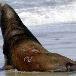 Biologists: Killing hungry sea lions saving endangered fish