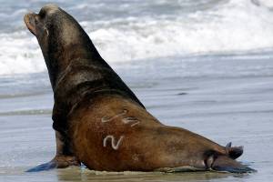 Biologists: Killing hungry sea lions saving endangered fish