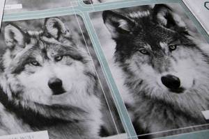 Washington wolf census finds more packs, breeding pairs