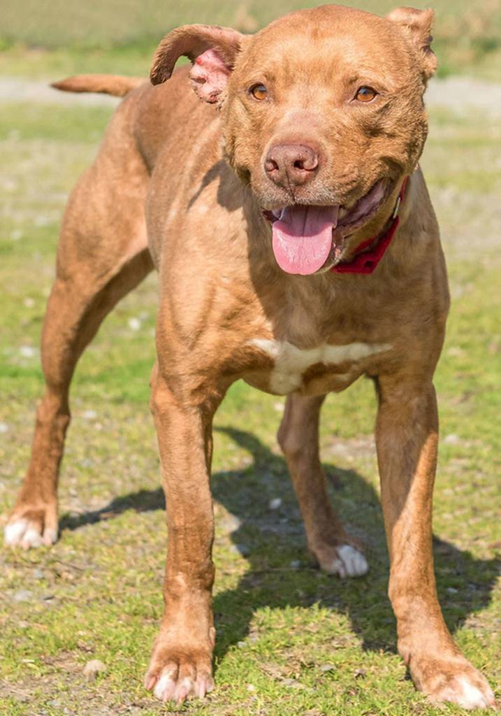 Buster is an active dude looking for a family of his own. He will need a meet and greet with any resident canines and a feline/small dog free home. Any children in the home should be over 8 years old. Buster is not suited for apartment living a would prefer a fenced yard. If you have an active lifestyle and want a companion to join you this guy might be right for you! (Curt Story/Everett Animal Shelter)