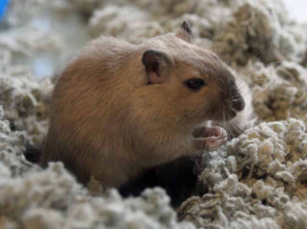 We have received over 20 fancy gerbils and they are all looking for new homes! They ranges in age from 5 months to 1 year and there are both male and females. Their coloring is Burmese and also grey and white and they are fairly large for gerbils. If you are looking for a new little friend come on down to see them. (Arleigh Movitz/Everett Animal Shelter)