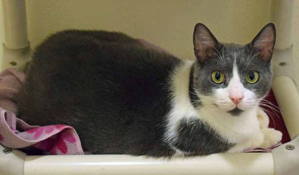 Leo has spent some time in our foster care program. This is what they had to say about our sweet Leo: Still runs like a raccoon, but enjoys playing. Leo has developed a strong fondness for the other cat – BMW. They are best buds and enjoy playing together. Leo is very cooperative and has a sweet and calm demeanor. (Arleigh Movitz/Everett Animal Shelter)