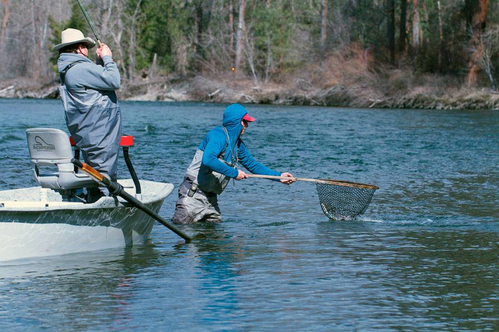 A guide lands a nice fish for Les Bouck of Everett. (Mike Benbow photo)