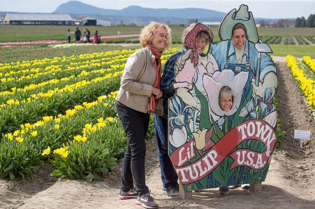 Mary OBrya ( left) is the odd one out as her friends Irene Fadden, Kelly Ittenbach and Sherryl Petrie pose in a cutout at Tulip Town before walking through fields of daffodils and tulips on April 2 in Mount Vernon. (Andy Bronson / The Herald)