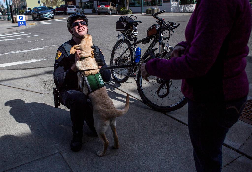 Jedi, a service dog in training, greets Officer Nelson of the Everett Police Department on March 27 in Everett. (Olivia Vanni / The Herald)