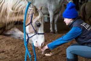 Yoga for horses exists, and it’s exactly what you think it is