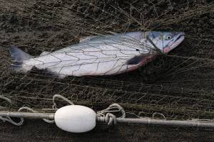 Editorial: Lifting gillnet ban on Columbia poorly timed move