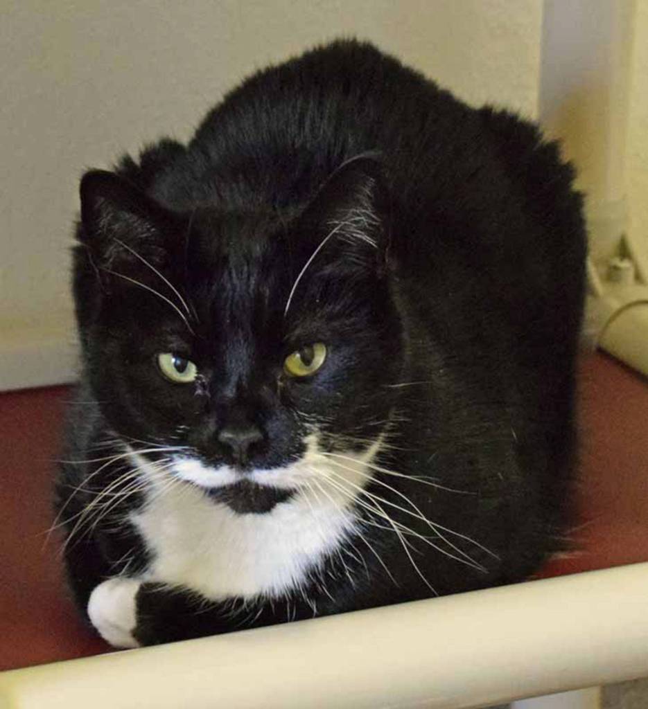 PeeWee is a 13 year old gal who sports a shiny tuxedo pattern. She is a very low-key cat who does fine with her independent time, but also loves a nice lap to curl up on. She will be getting a dental cleaning prior to adoption and then will be fit as a fiddle for her new home! She would be great for a home looking for a mellow kitty. (Arleigh Movitz/Everett Animal Shelter)