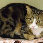 Pepper loves to hang out with his people. He enjoys having his head petted only. He talks and gets very playful with his toys and runs around like a young kitten. Pepper can become stressed easily living with other pets and kids. To help Pepper lower his stress, he will need to have places to hide throughout the home. His new home will also need to be both pet free and kids free. (Arleigh Movitz/Everett Animal Shelter)