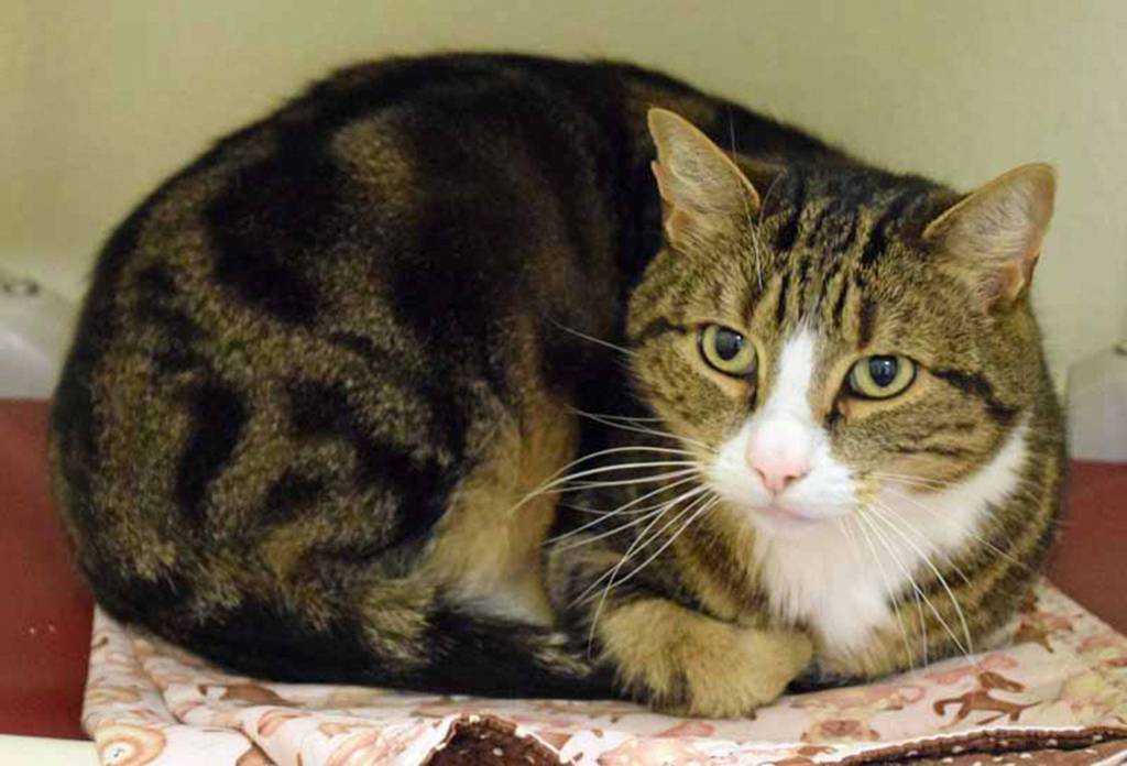 Pepper loves to hang out with his people. He enjoys having his head petted only. He talks and gets very playful with his toys and runs around like a young kitten. Pepper can become stressed easily living with other pets and kids. To help Pepper lower his stress, he will need to have places to hide throughout the home. His new home will also need to be both pet free and kids free. (Arleigh Movitz/Everett Animal Shelter)