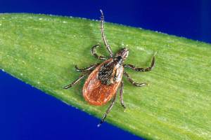 Tick, tick, tick: Alaska braces for invading parasites