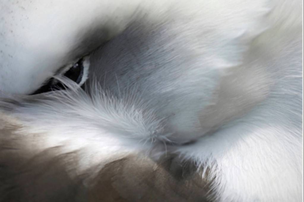 They are loving, sensitive and graceful, Jordan says of the sea bird he came to know over the course of eight visits to Midway. When you look at any creature this closely, it becomes amazing. (Photo provided by Chris Jordan)