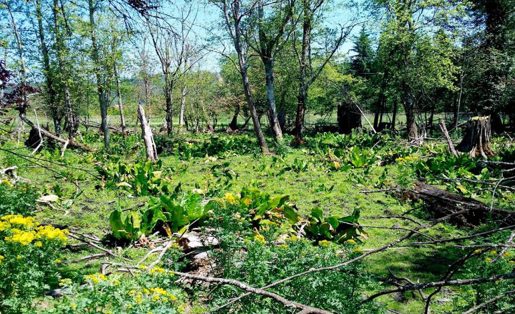 A former owner had used the property for exotic breeds of cattle, llamas and exotic birds. (Snohomish County)