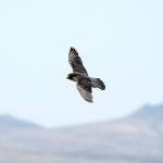 An adult peregrine falcon May 16, 2018 circles near its nest on a ledge overlooking Lake Mead in Temple Bar, Ariz. A Nevada state wildlife biologist is finding that not even the fastest bird on Earth can escape mercury contamination. Joe Barnes tells the Las Vegas Review-Journal the toxic element is turning up in feathers of peregrine falcons from coast to coast, including at the Lake Mead National Recreation Area. (Andrea Cornejo/Las Vegas Review-Journal via AP, File)