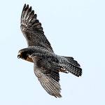 Biologist study finds mercury in predator peregrine falcons