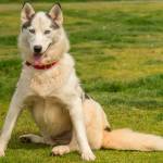 Luna is an active young husky looking for an experienced home. She will need a meet and greet with any resident dogs and a feline small critter free home. Luna will need a refresher course on house training and will need plenty of daily exercise. Luna is not suited for apartment style living. (Curt Story/Everett Animal Shelter)