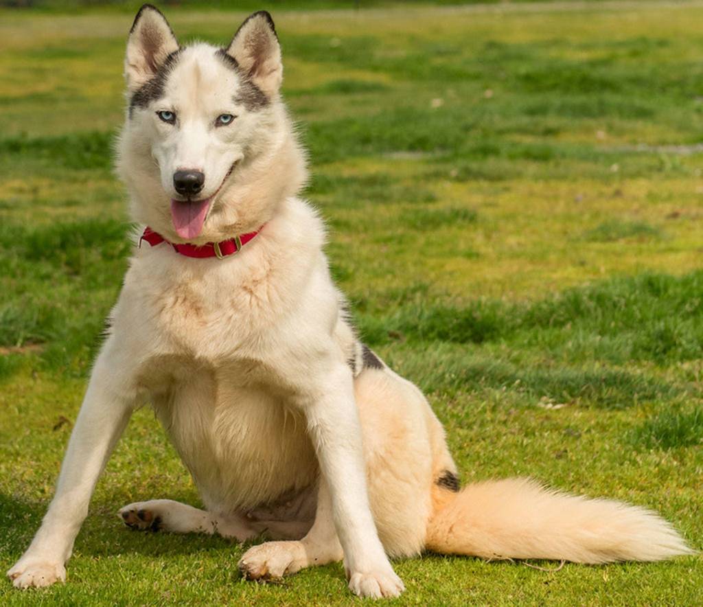 Luna is an active young husky looking for an experienced home. She will need a meet and greet with any resident dogs and a feline small critter free home. Luna will need a refresher course on house training and will need plenty of daily exercise. Luna is not suited for apartment style living. (Curt Story/Everett Animal Shelter)