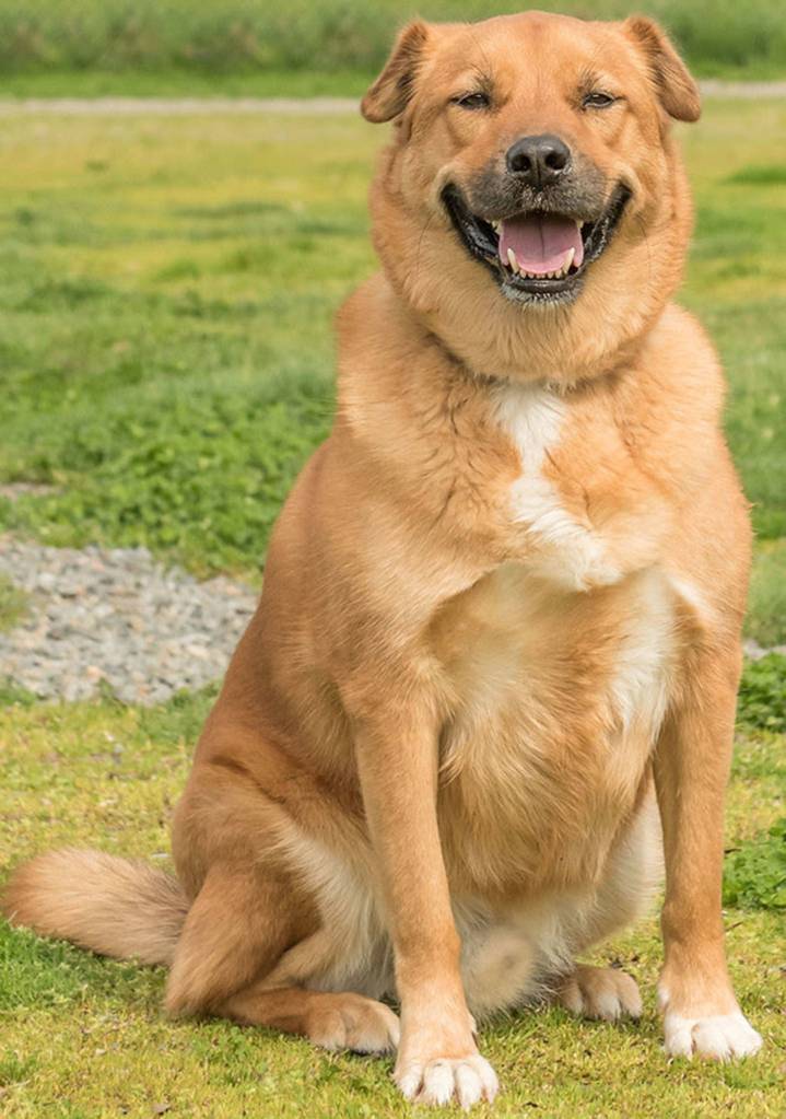Zeus has been passed through homes a little and is now looking for his forever home. Zeus is a lovely boy and as a chow mix his new adopters should be aware of the breed. Zeus needs an adult only home and a meet and greet with any resident dogs. He needs to be with a more submissive but confident dog and he is a vocal player. No cats. (Curt Story/Everett Animal Shelter)