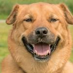 Four dogs are ready to be adopted into forever homes