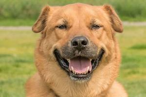 Four dogs are ready to be adopted into forever homes