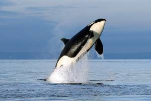 SeaWorld publishes decades of orca data to help wild whales