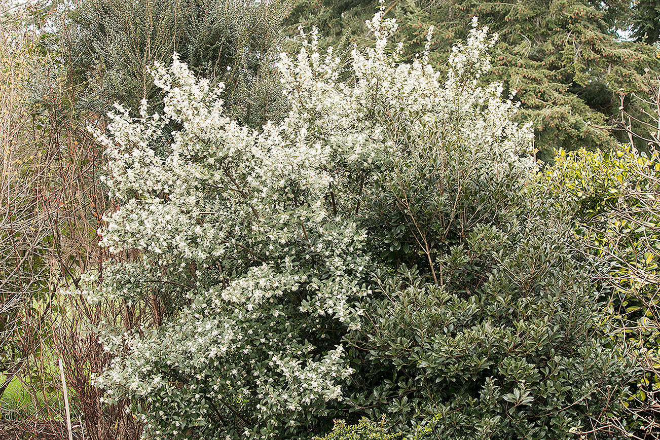 Great Plant Pick: Osmanthus x burkwoodii, Burkwood's sweet olive