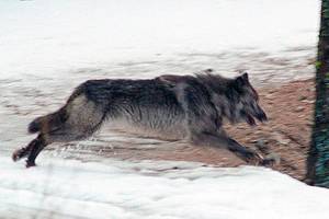 Judge reinstates lawsuit against Idaho wolf killing program