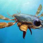 Scientists find ‘beautiful nightmare’ crab with cartoonish eyes