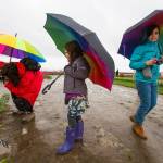 Sporting colorful umbrellas to protect themselves from the rain, Audrey Guidi photographs Tulips as her daughters Maya and Sofia Guidi-de Almeida look at flowers at RoozenGaarde on April 11 in Mount Vernon. (Andy Bronson / The Herald)