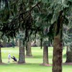 The 10th green of Everett Golf and County Club is seen on April 21. (Kevin Clark / The Herald)