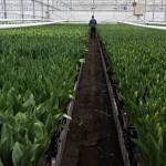 A man looks though an aisle of buds in the 170,000-square-foot greenhouse at Washington Bulb Company on April 11 in Mount Vernon. (Andy Bronson / The Herald)