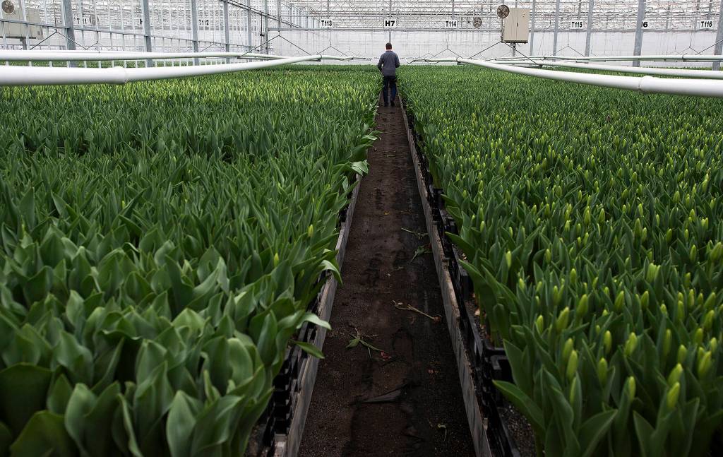 A man looks though an aisle of buds in the 170,000-square-foot greenhouse at Washington Bulb Company on April 11 in Mount Vernon. (Andy Bronson / The Herald)