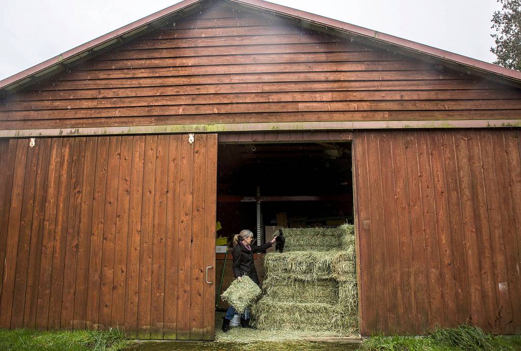 Rita Comfort pets Mr. Smith, the barn cat, at the <a href="https://www.heraldnet.com/life/find-comforts-of-whidbey-at-this-idyllic-estate-on-the-island/" target="_blank">Comforts of Whidbey</a> property on Jan. 9 in Langley. (Olivia Vanni / The Herald)