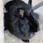 Meet Dancer! Shes one sweet bunny. Dancer came to us as a stray and since had two babies while in our care. Those babies are big enough now that she is ready for her forever home! Dancer has become more and more docile and enjoys being brushed and held. She transitioned well from her time as nursing mama to enjoying the company of other bunnies while in our care. Come see if you can give Dancer a forever home today! (Arleigh Movitz/Everett Animal Shelter)