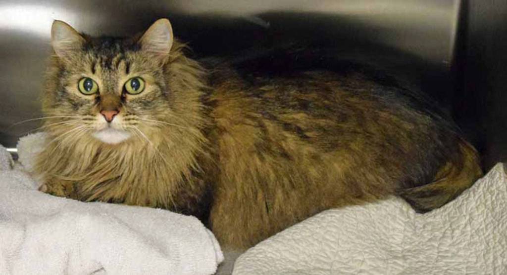 6 year old Finnegan OFlanningan, Finn for short is a independent guy. He does like to play with all kinds of toys. He is looking for a that has kids over the age of 12. (Arleigh Movitz/Everett Animal Shelter)