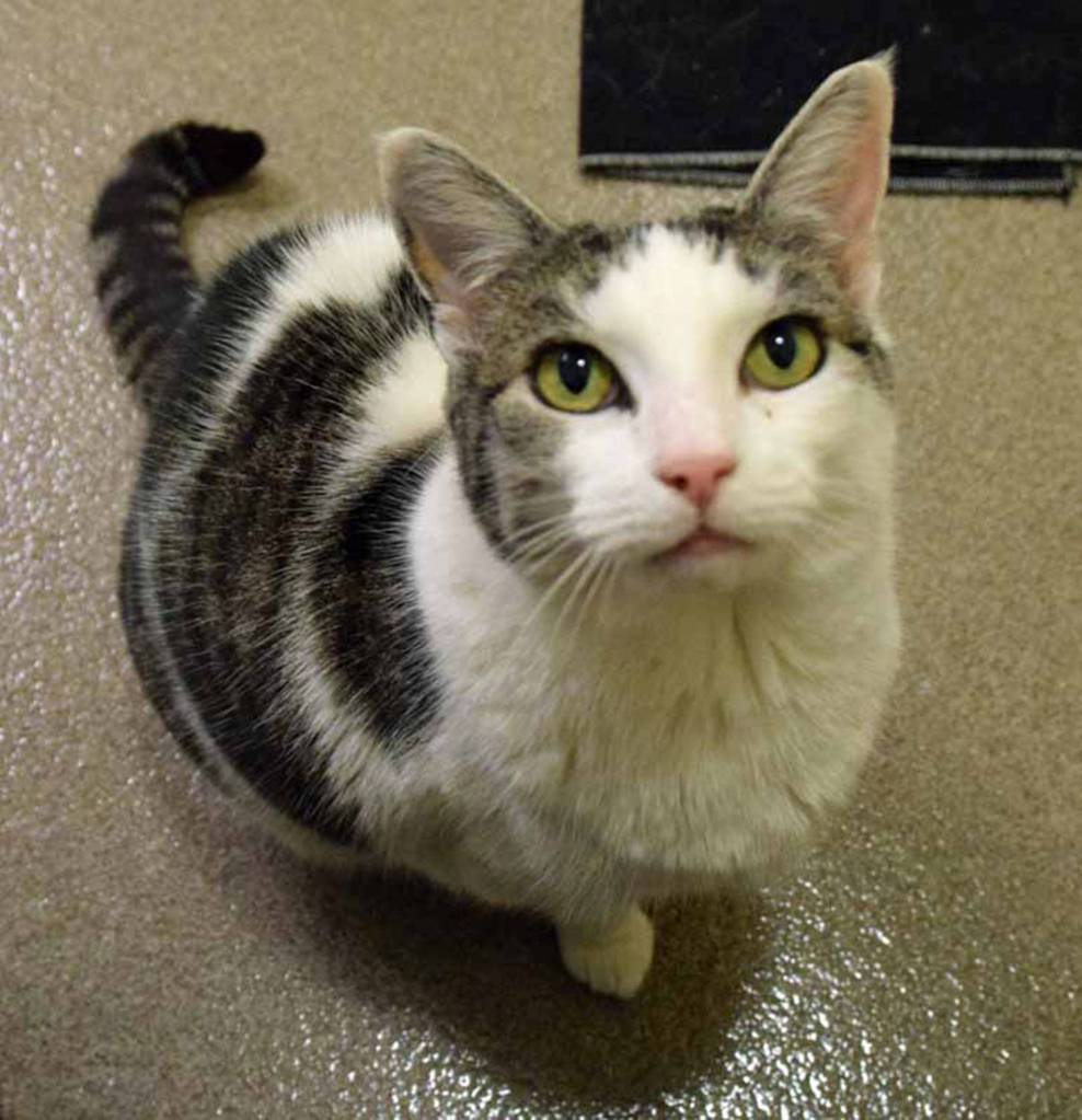 Sweet Josie is a 7 year old shorthair with the most amazing green eyes! Josie is friendly and would love to have a chance to play with you and then cuddle up to watch a movie. Hurry down and meet this girl today. (Arleigh Movitz/Everett Animal Shelter)