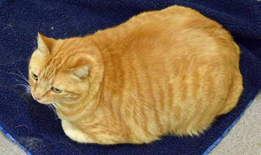 Kellaway might be considered a senior at almost 11, but he does not believe in acting his age! Age is just a number and he feels like a youngun most days. Come down and watch him hunt his toys! (Arleigh Movitz/Everett Animal Shelter)