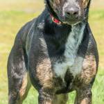 Luna is a very under socialized Bull Terrier mix. It looks like she missed out on any type of puppy socialization and training. She is not yet completely house trained and still chews everything like a puppy would. Luna has not lived with other animals or children so at this point she will need a meet and greet with any resident dogs and a feline and child free home. Luna prefers the company of woman. She does like to run around outside and play with toys! Luna is a diamond in the rough and will take some patience but in the end will become a fabulous companion! (Curt Story/Everett Animal Shelter)
