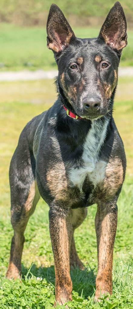 Luna is a very under socialized Bull Terrier mix. It looks like she missed out on any type of puppy socialization and training. She is not yet completely house trained and still chews everything like a puppy would. Luna has not lived with other animals or children so at this point she will need a meet and greet with any resident dogs and a feline and child free home. Luna prefers the company of woman. She does like to run around outside and play with toys! Luna is a diamond in the rough and will take some patience but in the end will become a fabulous companion! (Curt Story/Everett Animal Shelter)