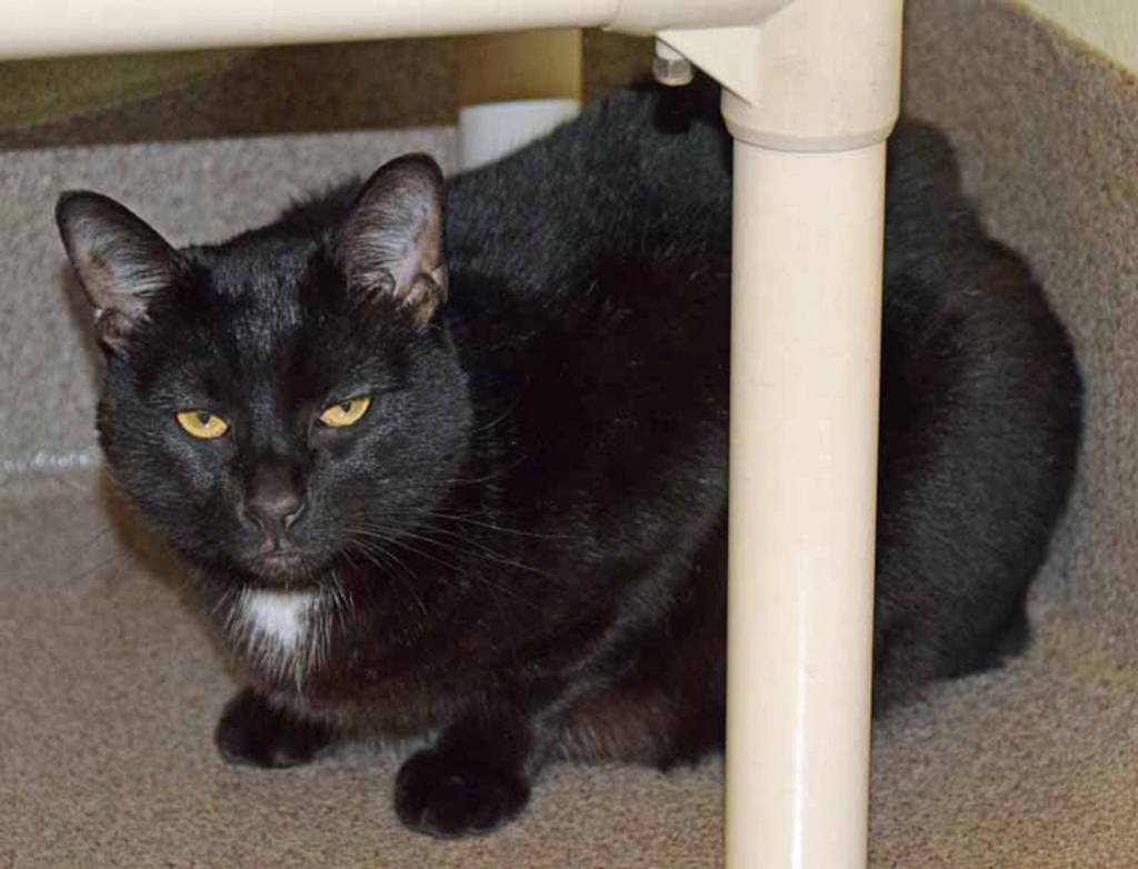 Sleepy-eyed Luna is just 3 years old and hoping for a forever home. At 11.5 lbs, shes no lightweight, but still believes she belongs in your lap. (Arleigh Movitz/Everett Animal Shelter)