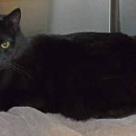 Midnight has never met a person he didnt like. He would love to be the official greeter for your home! At just 4 years old, he is ready to act as host for your dinner parties, ready to make everyone feel welcome. (Arleigh Movitz/Everett Animal Shelter)