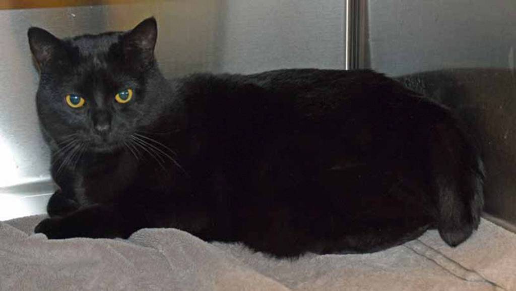 Midnight has never met a person he didnt like. He would love to be the official greeter for your home! At just 4 years old, he is ready to act as host for your dinner parties, ready to make everyone feel welcome. (Arleigh Movitz/Everett Animal Shelter)