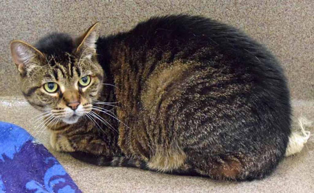 Miss Chief is a shy girl looking for a nice quiet home thats low key. She has lived with other cats and dogs but may hide from them so might be best as an only pet. Once she knows you though, she loves to cuddle and sleep in bed with her person. (Arleigh Movitz/Everett Animal Shelter)