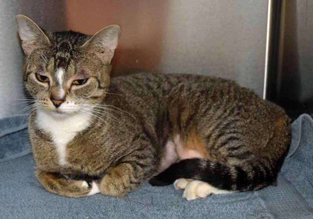 1 year old Nellie is a calm and friendly cat with a quiet voice. She purrs more than she meows! Nellie enjoys petting and asks for pets very politely. Such a well mannered girl! (Arleigh Movitz/Everett Animal Shelter)