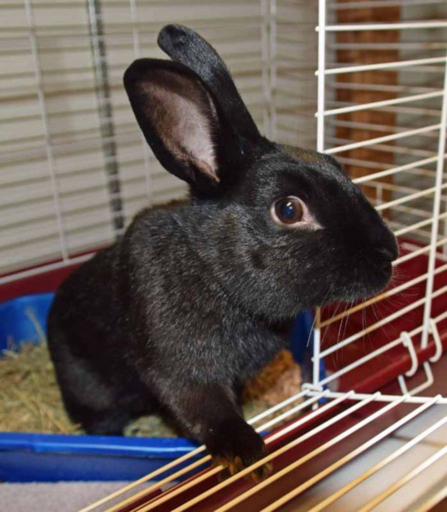 Meet Paprika! He is one curious bunny who loves his treats. In our care he has enjoyed spending time out on the patio alone and with the other bunnies. We dont have much history on Paprika since he came in as a stray. All of our Rabbits come spayed/neutered and microchipped prior to adoption. Come on down to see if you can give Paprika a forever home! (Arleigh Movitz/Everett Animal Shelter)