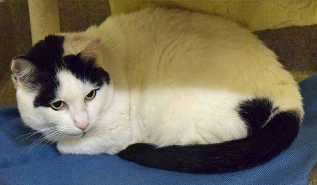 Rookie is an adorable, squishy, cow-colored kitty with the strangest meow you will ever hear! Its basically just a squeak that you would never believe came from such a big boy. Because hes on the plump side, he came to us in an early diabetic state. We were quickly able to get things in check and now he just needs to be fed a canned only diet to keep his blood sugar under control and lose some weight. Rookie lives for the lap and he is content to sit there and purr, knead, and also drool on you a little. Despite his size and age (11 years young), he also has his playful side and likes to explore high places. Come check out this cutie-pie, if for no other reason than to hear that meow! Arleigh Movitz/Everett Animal Shelter)