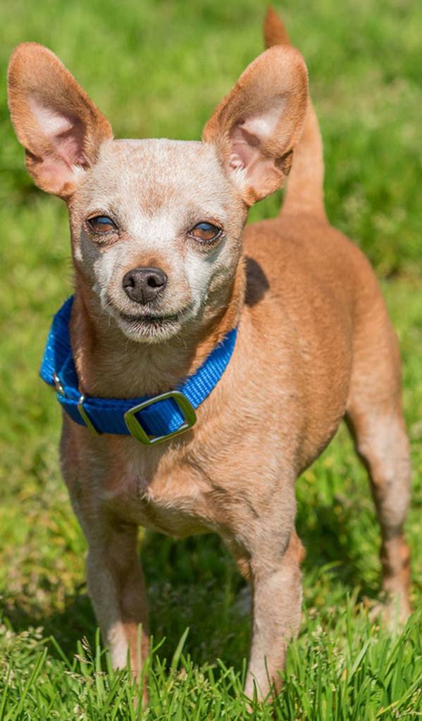 Sherman is a tiny dog looking for his retirement home. He will need a meet and greet with any resident dogs and they should be about his size or very gentle. Shermie does not want to be hassled by young children so any in the home need to be over the age of 12 years and respectful of small breed senior dogs. Sherman has received a dental and has current blood work. He also has some neurological issues so please read all of his medical before considering him for adoption. (Curt Story/Everett Animal Shelter)